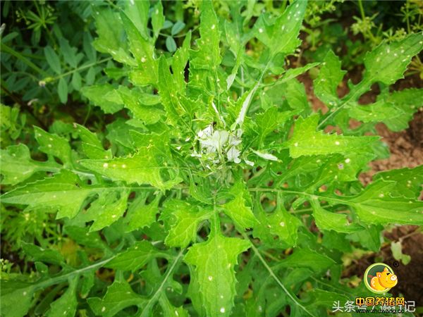 5、泥胡菜的药用，性味味辛、苦、性寒。