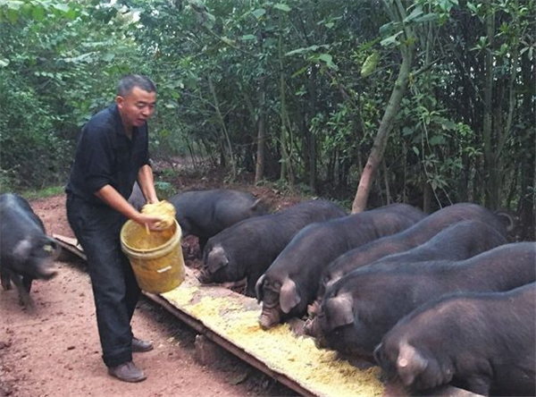 2.我们这里养猪都是圈在栏里养的，一天我发现一个农户把猪和牛羊一样，一起放养。长大以后，肉非常非常的好吃，我觉得这个可以尝试，所以我就把这个猪放到山上去。我称之为“跑猪”。