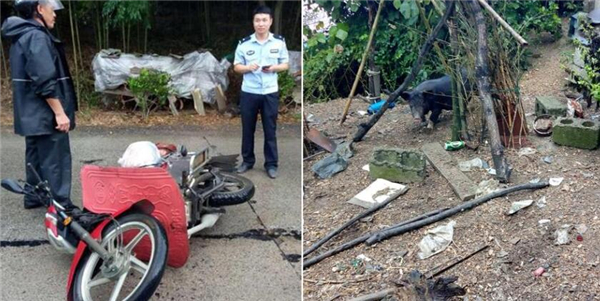 1、“你撞猪上了？”民警问。“不，是猪撞我上了！”看着一脸犯懵的民警，尘大哥郑重的告诉他。猪撞人，长这么大出警民警第一次听说，也是第一次见。经过了解，这个猪是霞西镇刘大姐家散养的大黑猪，一向自由散漫惯了。9月27日。感觉体重上升过快、离肉联厂越来越近的它饭后出来散步了......