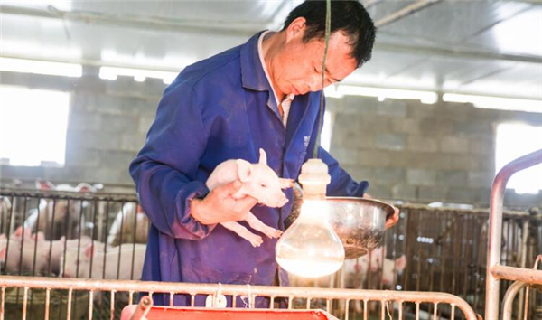 1、鼎新乡和平村光辉组云鑫生猪养殖场，张习兵正在猪舍里面检查小猪生长情况。