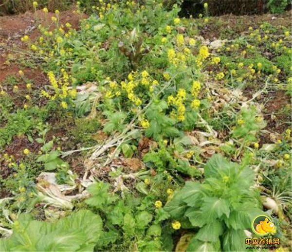 3、前几天在城里生活的闺女回农村，老张还把自己种的菜薹给闺女摘了一大包