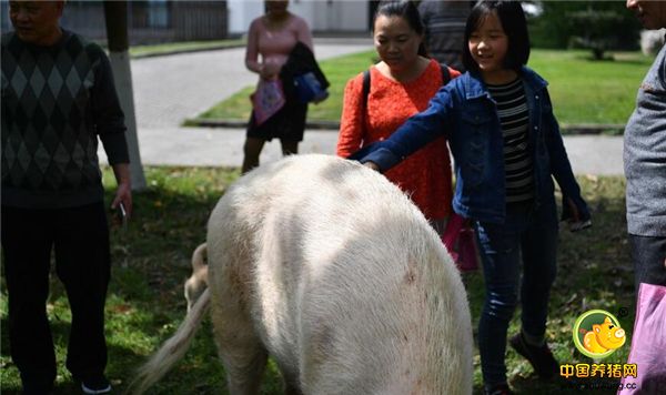 2、这头猪可是全国最著名的明星猪。十年前的5·12汶川地震，它被掩埋地下36天奇迹存活，十年过去，这头相当于人类88岁的耄耋猪依然坚强的活着。猪坚强遭受那么多罪依然顽强地生存着，我们有什么理由不努力呢？