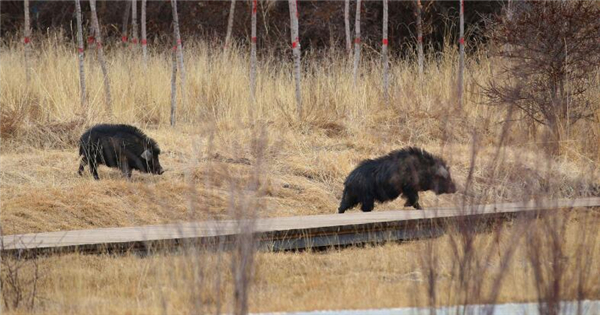 1、藏香猪，又名“人参猪”，在甘肃 甘南和 岷县地区，其因常拱食蕨麻也称为“ 蕨麻猪”。藏香猪是一种优质的地方畜禽品种，在饲养中能够有效地适应地理环境与饲养方式，具有一定的外貌特征与生产性能。