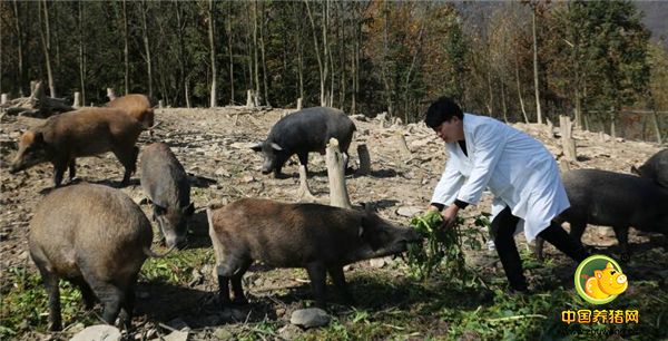 1、陕西省安康镇坪县八坪山，这个离县城20公里、海拔1600余米的大山里，38岁的退伍老兵肖辉在喂他的野猪，4000多亩的山林里放养着上千头野猪。这些野猪每天一早给它们喂点东西填点肚子后就上山，在大山里找野果吃，这个季节满山都是野板栗、猕猴桃。晚上6点左右放高音喇叭，听到声音后野猪就回家。