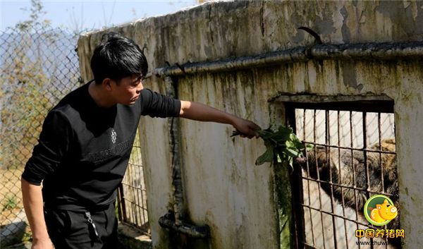 8、这是一头公野猪，做种猪的公野猪是真正的野猪，是从当地大山里捕获来的。肖辉说他搞野猪养殖每年给了20头野猪捕猎指标，不过现在20头指标已用不完了。