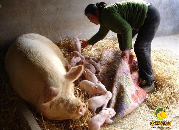 2、饲养不当。一些养殖户不用料槽喂猪，直接把饲料洒在水泥地上让猪群自由采食。这样看似简单方便，其实问题非常大。这是因为猪群在吃料时，蹄趾会踏到饲料，使得一些脏物和微生物进入猪群体内。这些物质进入猪的肠胃后，轻者引起营养物质吸收不良，重则导致一些胃肠道疾病或传染病的发生，甚至会导致母猪胃肠道功能紊乱，引发母猪的不安和异食癖。