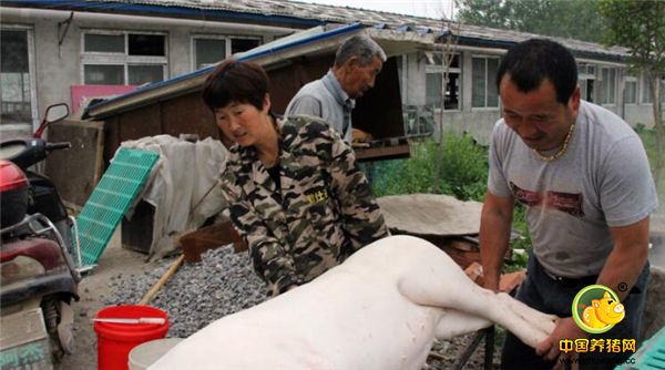 5、卖猪肉，自己卖的话能赔的少一点，一头猪赔一百多块钱，但是这不是个办法，也不允许，所以近期生猪价格再低也得卖完。”高清杰介绍说。