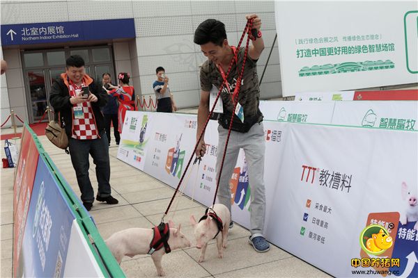 第十六届（2018）中国畜牧业博览会——“奔跑吧！小猪”趣味运动嘉年华活动精彩瞬间！