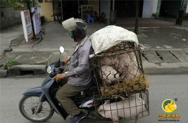 养殖户普遍的一个态度就是：养猪越来越难养！ 的确，最近生猪行情低迷，很多中小养殖户忧心忡忡，未来养猪想挣钱到底该怎么办？降低养殖成本，提高生产效率才是关键！