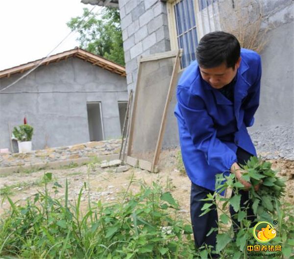 陈林在猪场边摘野菜，陈林说：“这是灰灰菜，用开水焯一下凉拌，很好吃的。”在外打拼20年的陈林，回乡创业的路才刚刚起步。