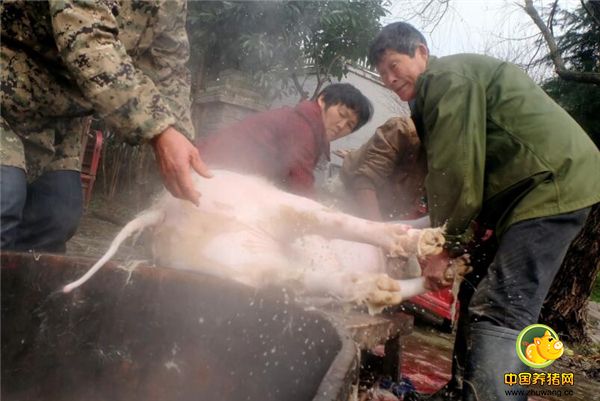 俗话说：“嫁鸡随鸡，嫁狗随狗”，老谢的妻子嫁给自己后，就和老谢一起干起了杀猪的行当，俩人配合杀猪几十年，早已有了默契。