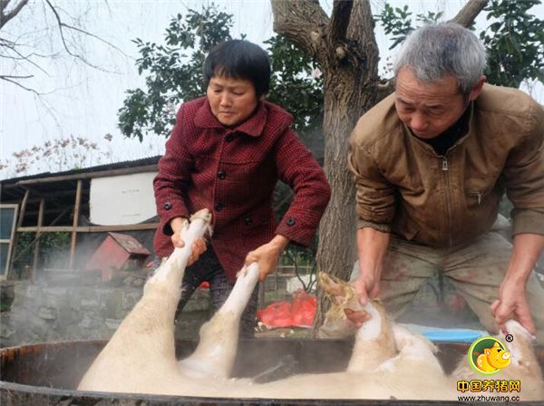 照片中正在杀猪的是一对夫妻，他们是湖南常德市武陵区南坪乡的一对普通夫妻。两人一起杀了半辈子猪，丈夫姓谢，别人都叫他谢师傅，今年62岁的谢师傅祖辈都是杀猪的，他从小时候起就跟着父亲一起杀猪，也算是继承了祖业，由于他杀猪技术好，在当地小有名气，被称为“谢家一把刀”。图为夫妻俩正在烫猪毛，要在很短的时间弄女孩，不然水凉了就烫不掉了。