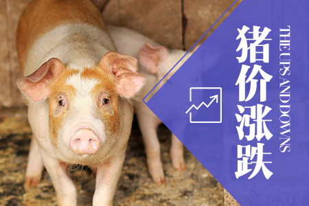 2024年07月04日全国内三元生猪价格行情涨跌表
