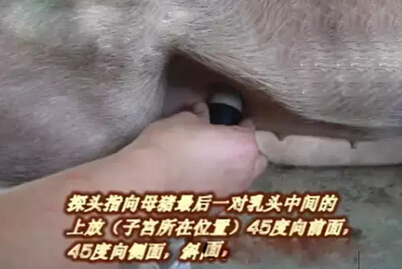 图文详解猪用B超机探头的使用方法