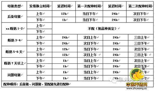 母猪查情与人工授精的输精操作步骤