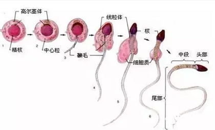 猪精液是一种优良抗菌素，并可用来治猪病