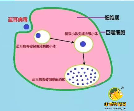 替米考星真能抗蓝耳病毒吗？_兽药常识