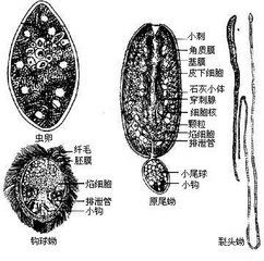 猪克氏伪裸头绦虫病的病因及防治措施