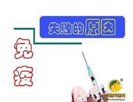 掌握了这些，还怕猪瘟免疫失败吗？