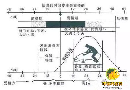 5分钟看懂配种员一天工作流程