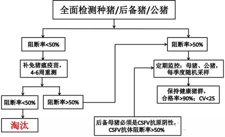 教你规模化猪场的猪瘟免疫策略