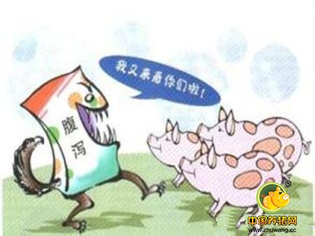 想要乳猪不拉稀、这些您做到了吗？