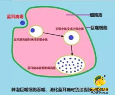 替米考星真能抗蓝耳病毒吗？