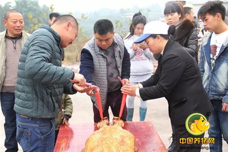 何爱柱：未来养猪业特别有前景