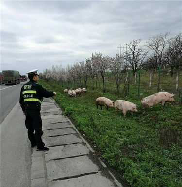 拉猪车爆胎侧翻 咸阳交警及时救援当“猪倌”