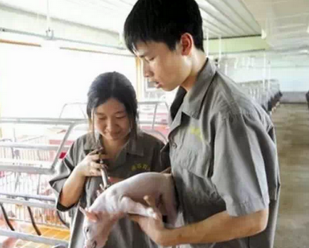 养猪场使用药物容易出现的问题