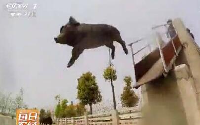 农民养猪猪每天跑5公里？萨摩赶猪、让猪跳水，猪的价格飞涨！