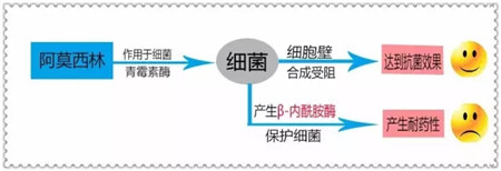 纵横生物高效粉剂系列┃杆迪—酸化阿莫西林践行者