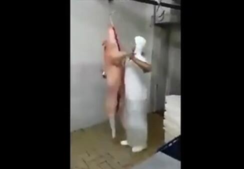 看这优美的舞姿……开挂！和猪一起跳交际舞