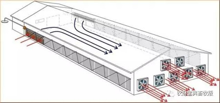 炎炎夏日，母猪燥热不食？猪场通风设施350元/㎡可以这么建！