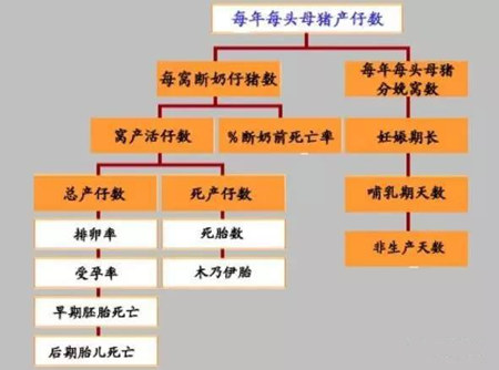 这些可以增加母猪窝产仔数的方式，你get到几个？