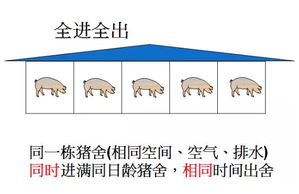 农场管理 | 规模猪场管理法宝——三周批