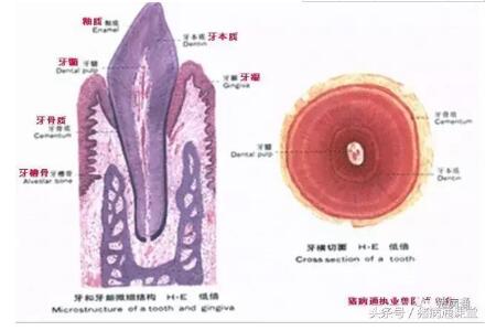 如何对仔猪科学的断牙？其实你不一定知道