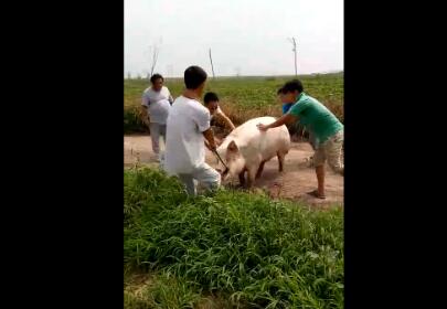 猪兄为何离家出走？这么多人还抓不了一头猪……