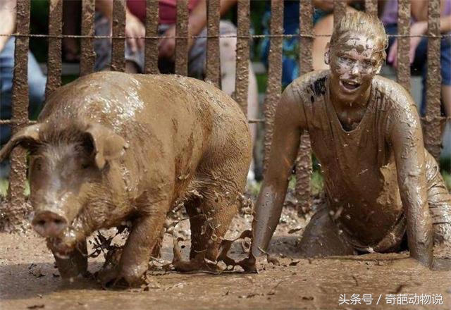 美国举办“人猪摔跤”大赛，所有人想把猪按倒，心疼“八戒”