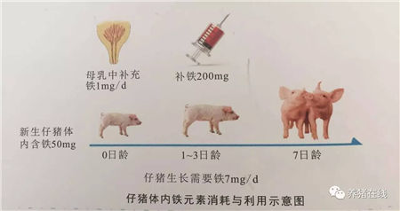 为什么新生仔猪补铁如打疫苗一般重要