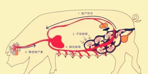 猪羊水破了不见下猪的原因及解决方案？