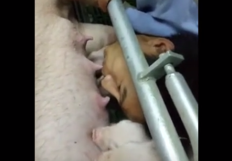 乡下养猪的大哥，竟然用嘴巴帮母猪通乳！