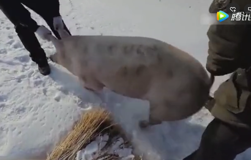 在东北刚杀完的猪肉放在雪地里，天然的大冰箱 