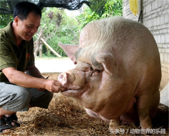 广东茂名“猪王”，每天在村口蹲点等主人回家 