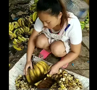 拿香蕉喂猪，这里的猪真珍贵！生在富产香蕉的地方多好啊