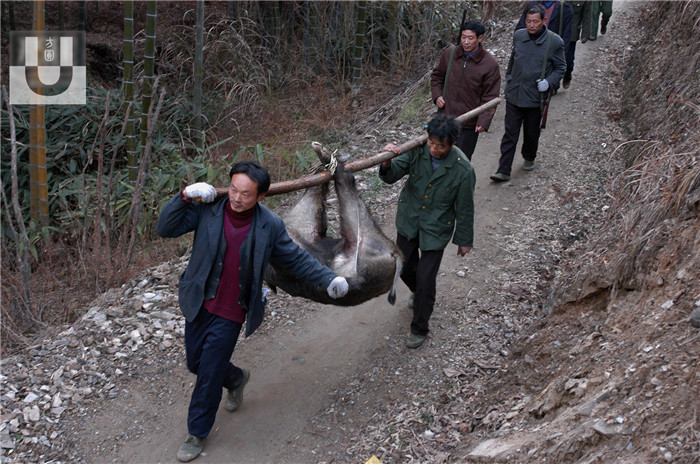 人猪大战现场，皖南大别山狩猎人喜获战果，村民抢着分野猪肉 