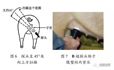 别让你的母猪“带薪休假”，要让你的仔猪胖胖惹人爱！