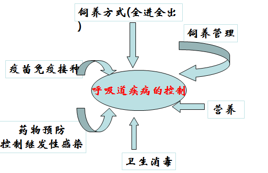 猪呼吸道疾病的防治策略，七点做到就没问题！（三）