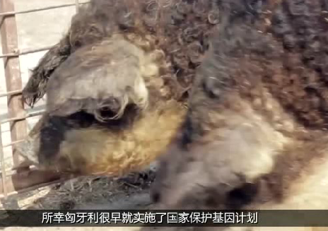 美国培育出杂交“绵羊猪”，味道极其鲜美，为什么中国养不活？