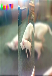 微型猪-可爱和有趣的迷你猪简直就是让人大开眼界！